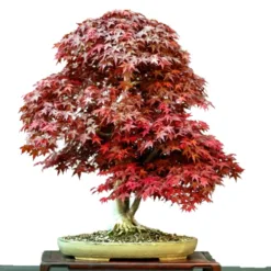 Maple Outdoor Bonsai in California