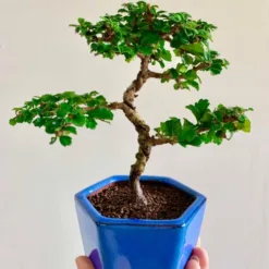 Mini Fukien Tea Bonsai in California