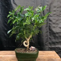 Hawaiian Umbrella Table Bonsai in California